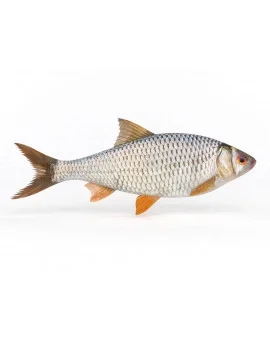 BETESFISK KRÄFTFISKE Fynd