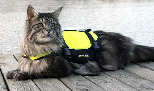 Begränsat antal KATTVÄST MAJA 0-3KG